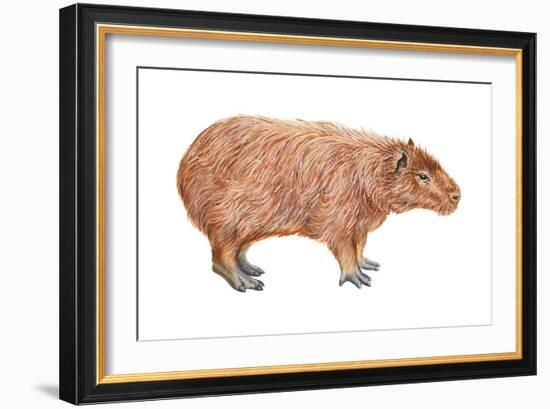 Capybara (Hydrochoerus Capybara), Mammals-Encyclopaedia Britannica-Framed Art Print