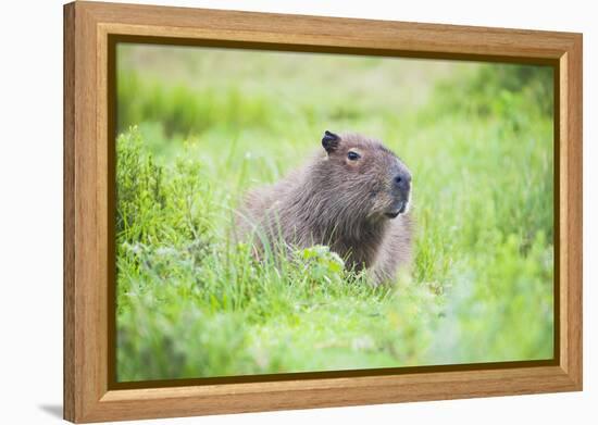 Capybara (Hydrochoerus Hydrochaeris), a Marshland Area in Corrientes Province, Argentina-Matthew Williams-Ellis-Framed Premier Image Canvas