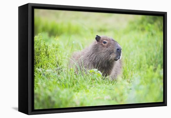 Capybara (Hydrochoerus Hydrochaeris), a Marshland Area in Corrientes Province, Argentina-Matthew Williams-Ellis-Framed Premier Image Canvas