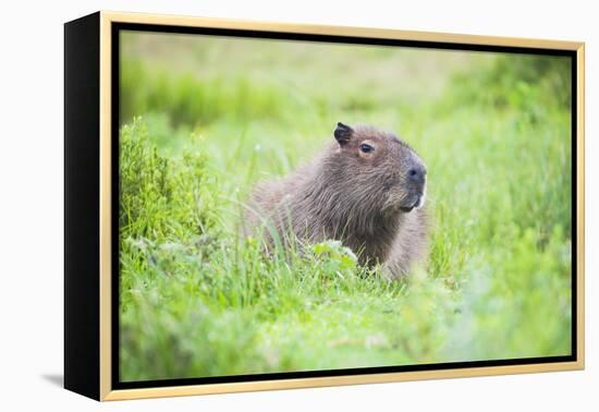 Capybara (Hydrochoerus Hydrochaeris), a Marshland Area in Corrientes Province, Argentina-Matthew Williams-Ellis-Framed Premier Image Canvas