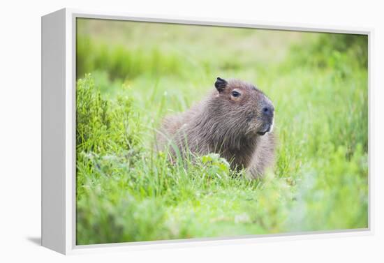 Capybara (Hydrochoerus Hydrochaeris), a Marshland Area in Corrientes Province, Argentina-Matthew Williams-Ellis-Framed Premier Image Canvas