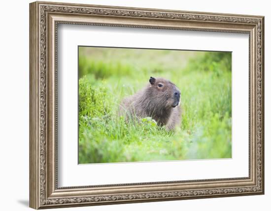 Capybara (Hydrochoerus Hydrochaeris), a Marshland Area in Corrientes Province, Argentina-Matthew Williams-Ellis-Framed Photographic Print