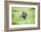 Capybara (Hydrochoerus Hydrochaeris), a Marshland Area in Corrientes Province, Argentina-Matthew Williams-Ellis-Framed Photographic Print