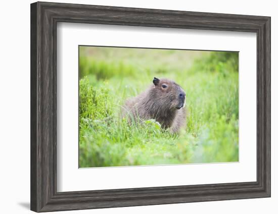 Capybara (Hydrochoerus Hydrochaeris), a Marshland Area in Corrientes Province, Argentina-Matthew Williams-Ellis-Framed Photographic Print