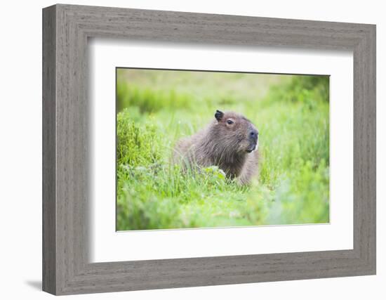 Capybara (Hydrochoerus Hydrochaeris), a Marshland Area in Corrientes Province, Argentina-Matthew Williams-Ellis-Framed Photographic Print