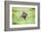 Capybara (Hydrochoerus Hydrochaeris), a Marshland Area in Corrientes Province, Argentina-Matthew Williams-Ellis-Framed Photographic Print