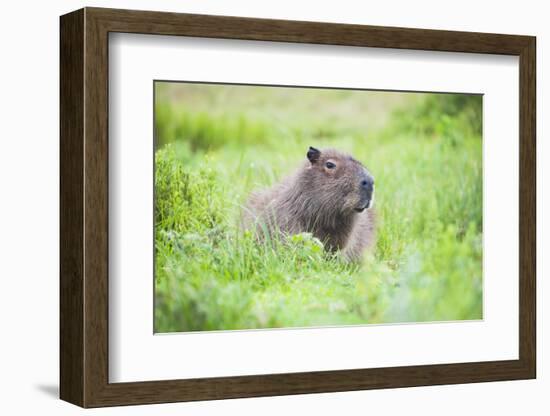 Capybara (Hydrochoerus Hydrochaeris), a Marshland Area in Corrientes Province, Argentina-Matthew Williams-Ellis-Framed Photographic Print