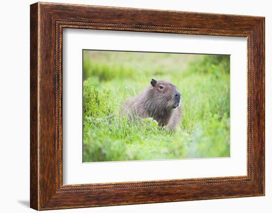 Capybara (Hydrochoerus Hydrochaeris), a Marshland Area in Corrientes Province, Argentina-Matthew Williams-Ellis-Framed Photographic Print