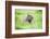 Capybara (Hydrochoerus Hydrochaeris), a Marshland Area in Corrientes Province, Argentina-Matthew Williams-Ellis-Framed Photographic Print