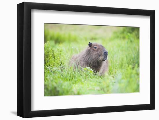 Capybara (Hydrochoerus Hydrochaeris), a Marshland Area in Corrientes Province, Argentina-Matthew Williams-Ellis-Framed Photographic Print