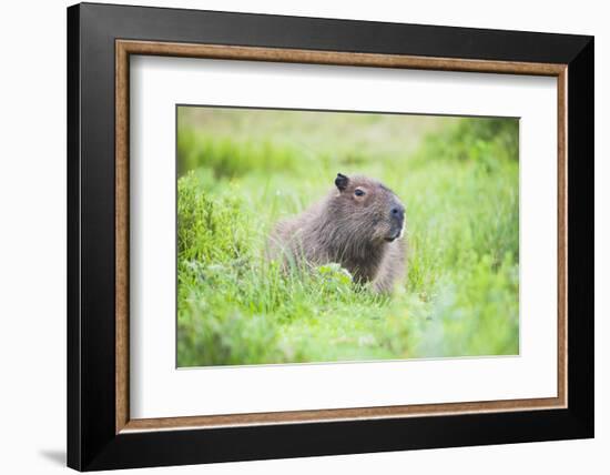 Capybara (Hydrochoerus Hydrochaeris), a Marshland Area in Corrientes Province, Argentina-Matthew Williams-Ellis-Framed Photographic Print