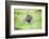 Capybara (Hydrochoerus Hydrochaeris), a Marshland Area in Corrientes Province, Argentina-Matthew Williams-Ellis-Framed Photographic Print