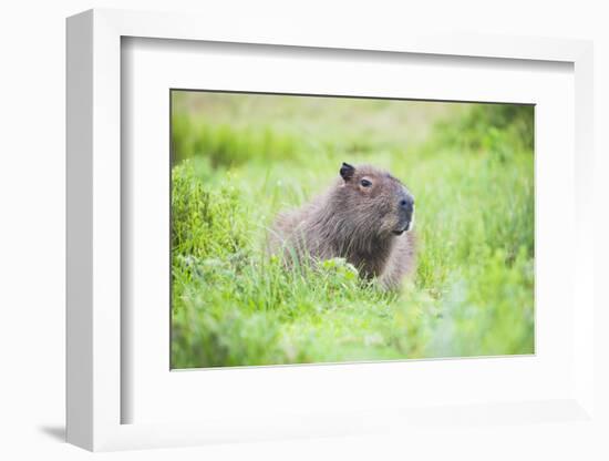 Capybara (Hydrochoerus Hydrochaeris), a Marshland Area in Corrientes Province, Argentina-Matthew Williams-Ellis-Framed Photographic Print