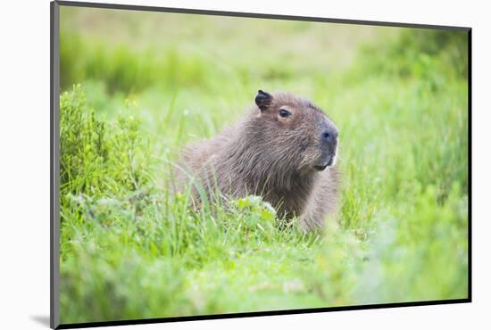 Capybara (Hydrochoerus Hydrochaeris), a Marshland Area in Corrientes Province, Argentina-Matthew Williams-Ellis-Mounted Photographic Print