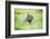 Capybara (Hydrochoerus Hydrochaeris), a Marshland Area in Corrientes Province, Argentina-Matthew Williams-Ellis-Framed Photographic Print