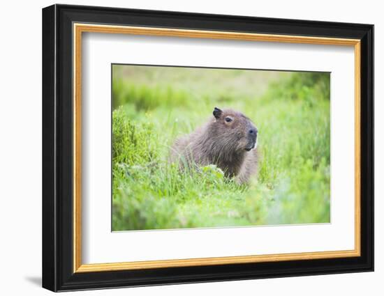 Capybara (Hydrochoerus Hydrochaeris), a Marshland Area in Corrientes Province, Argentina-Matthew Williams-Ellis-Framed Photographic Print