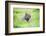 Capybara (Hydrochoerus Hydrochaeris), a Marshland Area in Corrientes Province, Argentina-Matthew Williams-Ellis-Framed Photographic Print