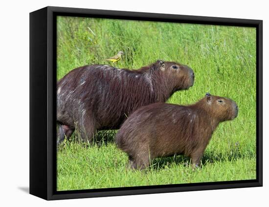 Capybara (Hydrochoerus Hydrochaeris), Corrientes, Argentina-Andres Morya Hinojosa-Framed Premier Image Canvas