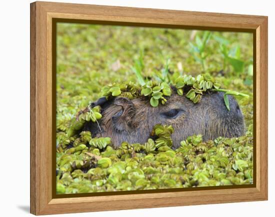Capybara (Hydrochoerus Hydrochaeris), Corrientes, Argentina-Andres Morya Hinojosa-Framed Premier Image Canvas