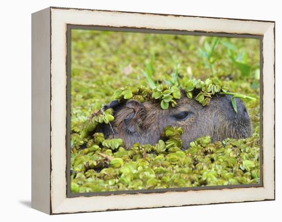 Capybara (Hydrochoerus Hydrochaeris), Corrientes, Argentina-Andres Morya Hinojosa-Framed Premier Image Canvas