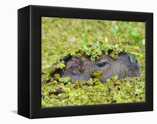 Capybara (Hydrochoerus Hydrochaeris), Corrientes, Argentina-Andres Morya Hinojosa-Framed Premier Image Canvas