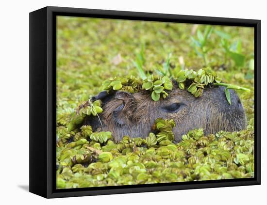 Capybara (Hydrochoerus Hydrochaeris), Corrientes, Argentina-Andres Morya Hinojosa-Framed Premier Image Canvas