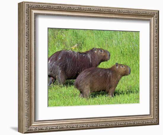 Capybara (Hydrochoerus Hydrochaeris), Corrientes, Argentina-Andres Morya Hinojosa-Framed Photographic Print