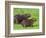 Capybara (Hydrochoerus Hydrochaeris), Corrientes, Argentina-Andres Morya Hinojosa-Framed Photographic Print