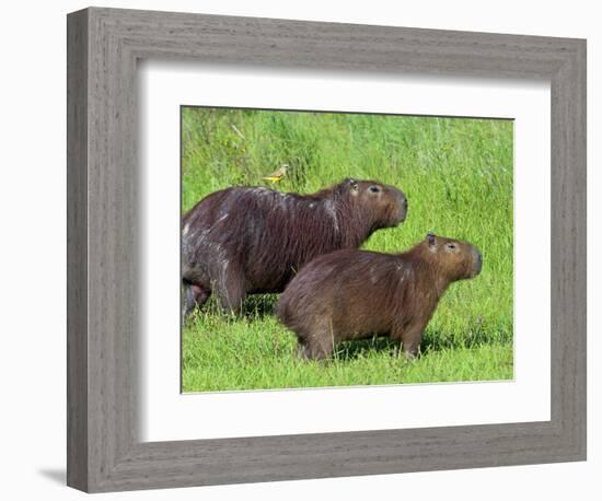 Capybara (Hydrochoerus Hydrochaeris), Corrientes, Argentina-Andres Morya Hinojosa-Framed Photographic Print