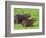 Capybara (Hydrochoerus Hydrochaeris), Corrientes, Argentina-Andres Morya Hinojosa-Framed Photographic Print