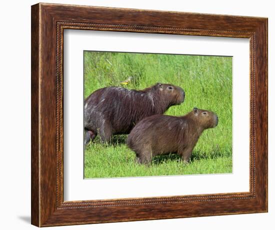 Capybara (Hydrochoerus Hydrochaeris), Corrientes, Argentina-Andres Morya Hinojosa-Framed Photographic Print