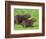 Capybara (Hydrochoerus Hydrochaeris), Corrientes, Argentina-Andres Morya Hinojosa-Framed Photographic Print