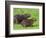 Capybara (Hydrochoerus Hydrochaeris), Corrientes, Argentina-Andres Morya Hinojosa-Framed Photographic Print