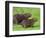 Capybara (Hydrochoerus Hydrochaeris), Corrientes, Argentina-Andres Morya Hinojosa-Framed Photographic Print