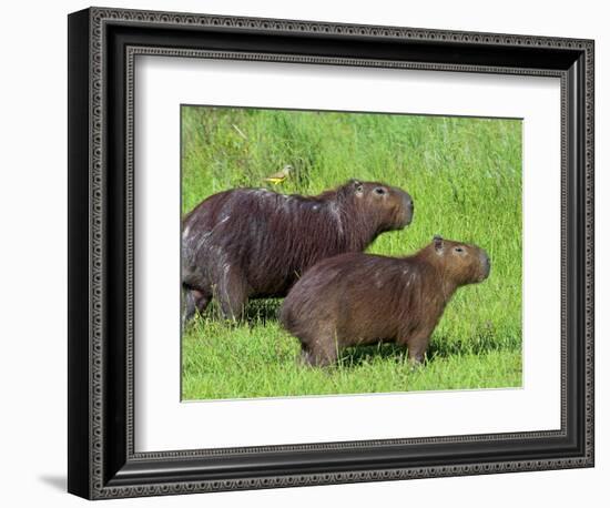 Capybara (Hydrochoerus Hydrochaeris), Corrientes, Argentina-Andres Morya Hinojosa-Framed Photographic Print