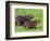 Capybara (Hydrochoerus Hydrochaeris), Corrientes, Argentina-Andres Morya Hinojosa-Framed Photographic Print