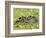 Capybara (Hydrochoerus Hydrochaeris), Corrientes, Argentina-Andres Morya Hinojosa-Framed Photographic Print