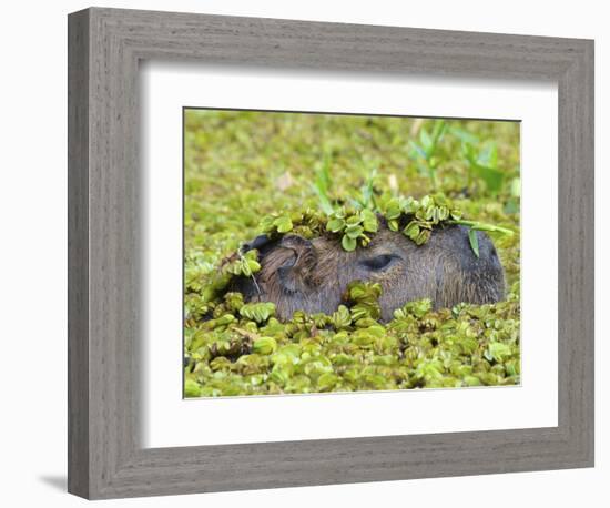 Capybara (Hydrochoerus Hydrochaeris), Corrientes, Argentina-Andres Morya Hinojosa-Framed Photographic Print