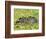 Capybara (Hydrochoerus Hydrochaeris), Corrientes, Argentina-Andres Morya Hinojosa-Framed Photographic Print