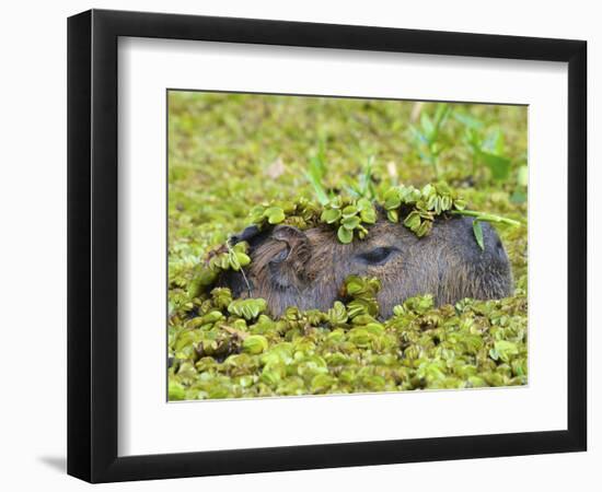 Capybara (Hydrochoerus Hydrochaeris), Corrientes, Argentina-Andres Morya Hinojosa-Framed Photographic Print