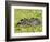 Capybara (Hydrochoerus Hydrochaeris), Corrientes, Argentina-Andres Morya Hinojosa-Framed Photographic Print