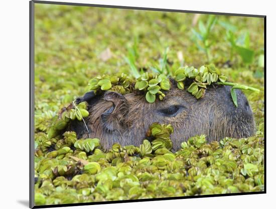 Capybara (Hydrochoerus Hydrochaeris), Corrientes, Argentina-Andres Morya Hinojosa-Mounted Photographic Print