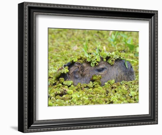 Capybara (Hydrochoerus Hydrochaeris), Corrientes, Argentina-Andres Morya Hinojosa-Framed Photographic Print