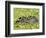 Capybara (Hydrochoerus Hydrochaeris), Corrientes, Argentina-Andres Morya Hinojosa-Framed Photographic Print