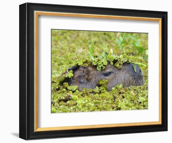 Capybara (Hydrochoerus Hydrochaeris), Corrientes, Argentina-Andres Morya Hinojosa-Framed Photographic Print