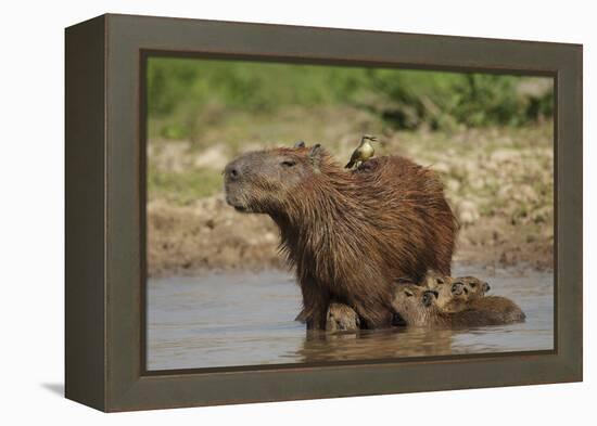 Capybara (Hydrochoerus Hydrochaeris) Female With Young-Tony Heald-Framed Premier Image Canvas