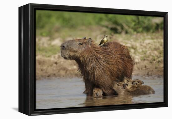 Capybara (Hydrochoerus Hydrochaeris) Female With Young-Tony Heald-Framed Premier Image Canvas