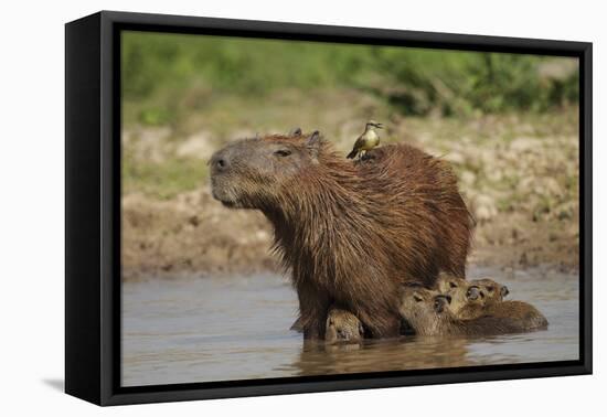 Capybara (Hydrochoerus Hydrochaeris) Female With Young-Tony Heald-Framed Premier Image Canvas