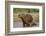 Capybara (Hydrochoerus Hydrochaeris) Female With Young-Tony Heald-Framed Photographic Print