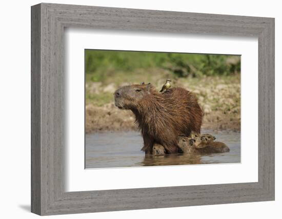 Capybara (Hydrochoerus Hydrochaeris) Female With Young-Tony Heald-Framed Photographic Print